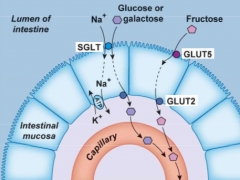 Glucose enters the cell with Na+ on the SGLT symporter and exits on the GLUT2