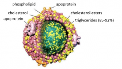 Used for energy or stored as triglycerides

Chylmicron remnants taken up by liver

Triglycerides
     joined with cholesterol and proteins to form large droplets 

Must be
     packaged into secretory vesicles and leave cell by exocytosis 

Larg...