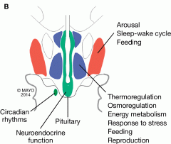 1. Periventricular
2. Medial
3. Lateral