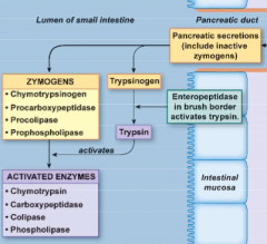 1) In pancreatic duct, there will be pancreatic secretions (include inactive zymogens)


2) Trypsinogen secreted and activated into Trypsin by enteropeptidase in brush border tyrpsin


3) Trypsin activates zymogens (chymotrypsinogen, procarboxypep...