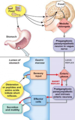 This is a long reflex

1) Seeing food and smell food activates medulla)

2) Send signals to stomach for gastric secretion by having medulla oblongata cause the preganglionic parasympathetic neurons in vagus nerve to activate enteric plexus

Now b...
