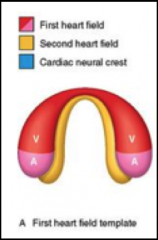 *The earliest cardiac precursors, located in the lateral mesoderm, move to the midline in two migratory waves and create a crescent of cells consisting of the first and second heart fields.
-FHF expresses the transcription factors TBX5 and Hand1....