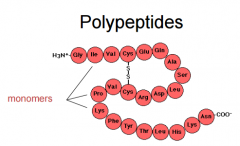 A polypeptide is a linear polymer of amino acids. Peptides usually contain less than 20-30 aa. 
Proteins usually contain 100 or more aa.

