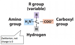 Amino acids are composed of a central, alpha carbon. Attached to the carbon are a Hydrogen, a Carboxyl group, an Amino group and a R variable. 

