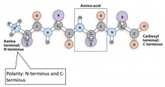 How can you determine which is the peptide bond?

