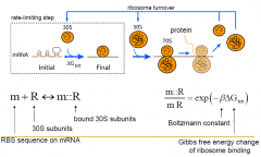 Rate limiting step is the initiation.
Eq:
[mR]/[m][R]=exp(-BGtot)
B=boltzmann
G=Gibbs of ribosome binding