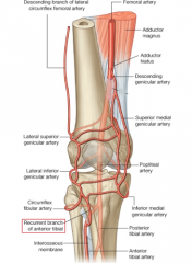 

 anterior tibial artery lies on the anterior surface of the interosseous membrane and supplies the anterior compartment of the leg. The anterior tibial recurrent artery arises superiorly over the tibial tubercle to supply the anterior knee ...