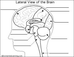 Cerebellum
Corpus Callosum
Frontal lobe
Medulla Oblongata
Occipital lobe
Parietal lobe
Pons
Spinal cord
Temporal lobe
Thalamus