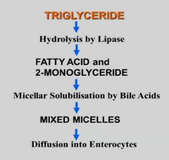 - TGs broken down by oancreatic lipase to 2 FA + 2-monoacylglycerol

Pancreatic lipase is extremely pH sensitive. It will not function below pH 6.

It also needs colipase which is also secreted by the pancreas as procolipase. It facilitates...