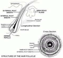 *Hair is composed of a keratin similar to that in the epidermis, 
* is divided into the shaft (found above the skin) 
*and the root (found below the skin). 

*Shaft
*Follicle
*External root sheath
*Internal root sheath
*Medulla (inner)
*C...