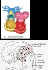 *Day 28 – Cells from the neural crest migrate into the outflow tract. They separate the right and left outflow tracts and pattern the aortic arch derivatives.  

*The contribution of cells of the neural crest to the conotruncus has importance ...