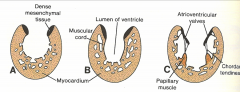 *After the endocardial cushions have fused, the AV valves are formed by proliferations of tissue surrounding the AV canals. 

*The valves are hollowed out from the ventricular side but tissue of the chordae tendineae is preserved.

*Not as imp...