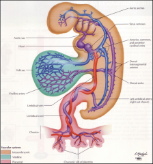 *By the end of the 3rd week, blood flow is established within the embryo and to the placenta and yolk sac.