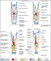 A. 6 weeks  B. 7 weeks  C. 8 weeks  D. Adult

*Posterior cardinal veins 
-root of the azygos vein 
-common iliac veins

*Subcardinal veins
-stem of the left renal vein
-suprarenal veins
-gonadal veins
-segment of IVC

*Supracardinal ve...