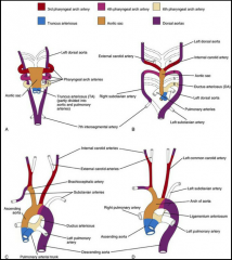 *Pharyngeal arch arteries are derived from the aortic sac. They terminate in the dorsal aorta of the ipsilateral side. The 6-pair of arteries are not all present at the same time.

*Major derivatives:
*Arch 1: mostly disappear but contribute to...