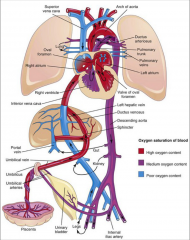 *Oxygenated blood bypasses:
-liver via the ductus venosus
-lungs via the foramen ovale and ductus arteriosus.
