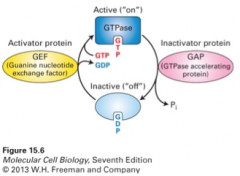 1. GTP-bound active binds effectors that transduce the signal
2. cycling between on and off states is controlled by GEF and GAP activities