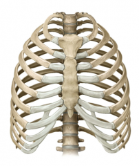 Located between the root of the neck and the abdomen. It contains the heart, great vessels, lungs, and other important structures. It is a conduit for structures passing between the neck and abdomen and has an important role in breathing.