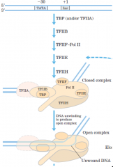 1. קישור של פקטור TF2D המורכב מTAF המלווים את TBP.
2. קישור של TF2B.
3. קישור של RNA pol שאליו קשור TF2F כאשר זנב הCTD חייב להיות לא מזורחן!
זהו Pre-initiation complex....