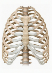The inferior thoracic aperture is bounded by the xiphoid process, costal margin and ribs 11 and 12, and 12th thoracic vertebra. Closed by the respiratory diaphragm which ascends to the 5th intercostal space on the right and 6th on the left.