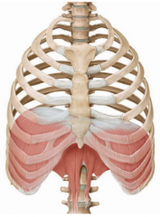 Primary respiratory muscle innervated by the phrenic nerve (C3,4,5 keeps the diaphragm alive) ascends to the fifth IC space on the right due to the liver and sixth on the left.