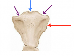 The Manubrium of the sternum
Jugular Notch (blue)
Clavicular notch (purple) the attachment of the sternoclavicular joint
Attachment for rib 1 (red)