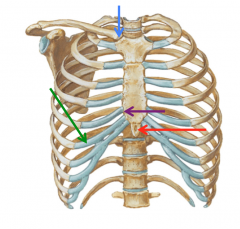 Sternoclavicular joint (blue)
Costal Cartilage (green)
Sternocostal Joint (purple)
Xiphoid Process (red)