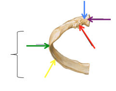 Neck (blue)
Head (purple)
Tubercle (red)
Angle (green)
Costal Groove (yellow)
Shaft (bracket)