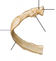 The tubercle