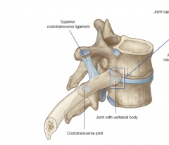 The superior costotransverse ligament
The lateral costotransverse ligament
The costotransverse ligament