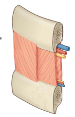 External intercostal muscles
Internal intercostal muscles
Innermost intercostal muscles