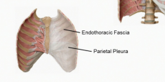 The endothoracic fascia which is loose CT and lines the entire inside of the thoracic cavity. Deep to that is the parietal pleura