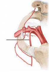 The subclavian artery