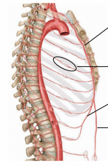 The posterior intercostal arteries arise from the thoracic aorta and the anterior intercostal arteries arise from the internal thoracic artery and the musculophrenic artery