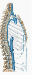 The anterior intercostal veins drain into the internal thoracic and musculophrenic veins and the posterior intercostal veins drain into the azygous veins in the posterior mediastinum