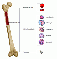 Long Bone Anatomy-Red Bone Marrow