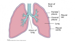 The pleural cavity-this contains a small amount of serous fluid to lubricate movements of lungs