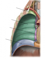 Cervical
Costal
Mediastinal
Diaphragmatic