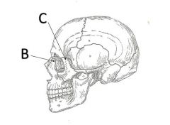 What is the name of process B on the maxilla? 
