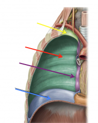 Cervical (yellow)
Costal (red)
Mediastinal (purple)
Diaphragmatic (blue)