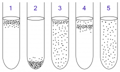 identify and explain the aerobic and anaerobic requirements of the bacteria in tubes 1-5