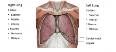 3 lobes (superior, middle, inferior)
2 fissures: Horizontal and oblique