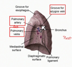 An extension of the visceral pleura off the root of the lung.