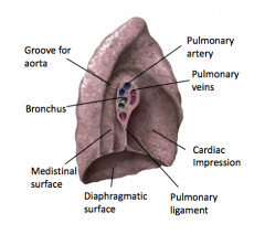 On the mediastinal surface of the left lung where there is an indentation to compensate for the size of the heart.