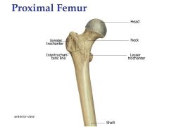 Head of femur -> acetabulum of pelvis