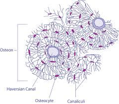 Microscopic Structures of Bone-Osetocytes