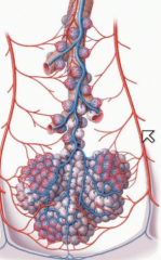 The pulmonary arteries carrying deoxygenated blood to the lungs distributed intrasegmentally and pulmonary veins carrying oxygenated blood toward the heart intersegmentally distributed among the BP segments.