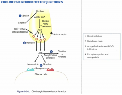 Cholinergic neuroeffector junctions