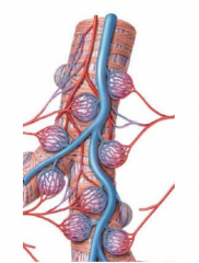 The vessels arising from the thoracic aorta or intercostal arteries supplying the lung tissue. These enter the hilum with the bronchi and supply oxygen and nutrients to the bronchial tree.