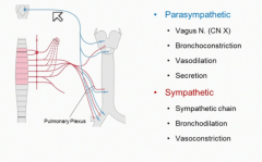 The Vagus Nerve (CN X) which allows for Bronchoconstriction, Vasodilation, and Secretion of glands in the bronchial tree.